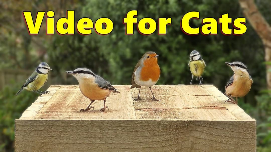 Videos for Cats to Watch ~ The Prettiest Birds