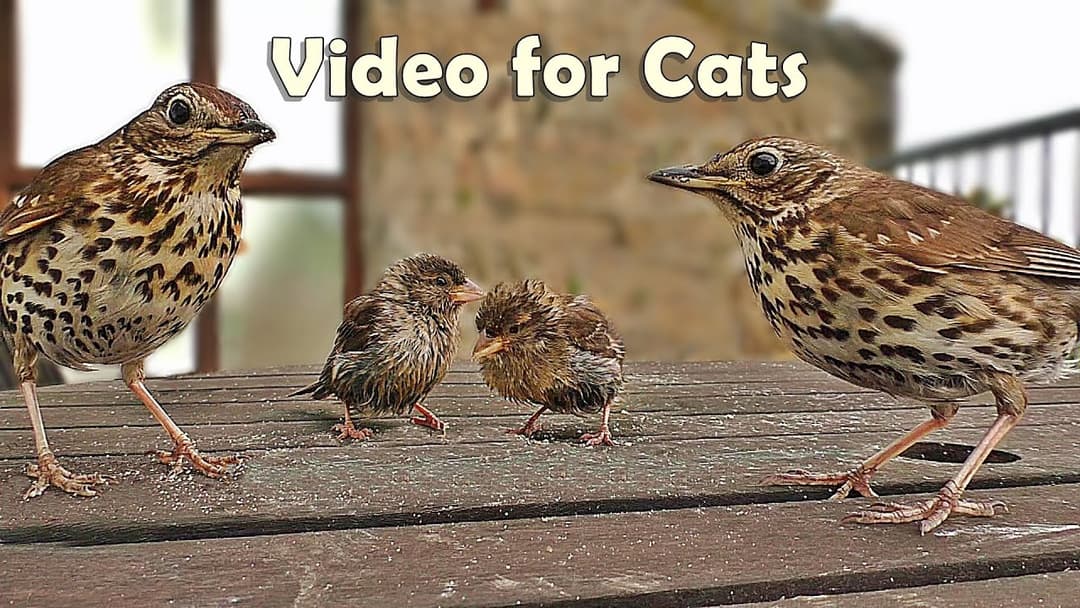 Videos for Cats and People to Watch : Song Thrush and Sparrows NEW 8 HOURS ✅