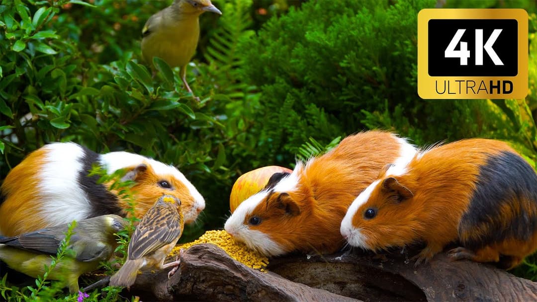 Cat TV for Cats 😺 Playful Chipmunks, Squirrels & Birds Up Close 🐦 Relaxing 4K HDR Video