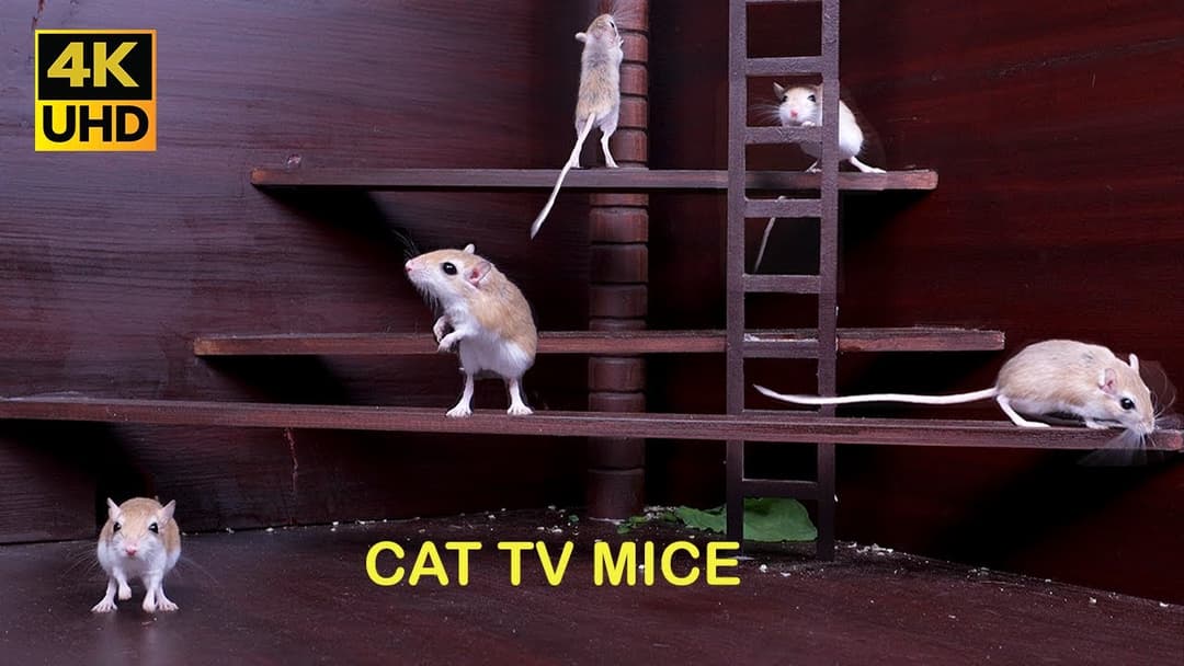Cat TV Adorable mice Jumping and Playing for Cats to watch | Cat entertainment 4k