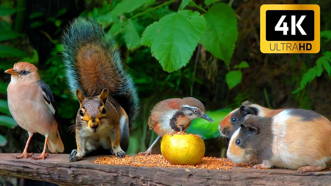 CAT TV NO ADS 😽 ADORABLE Little Birds and Cutest Squirrels! 🌸🐿️ Nature Cat Games 4K HDR
