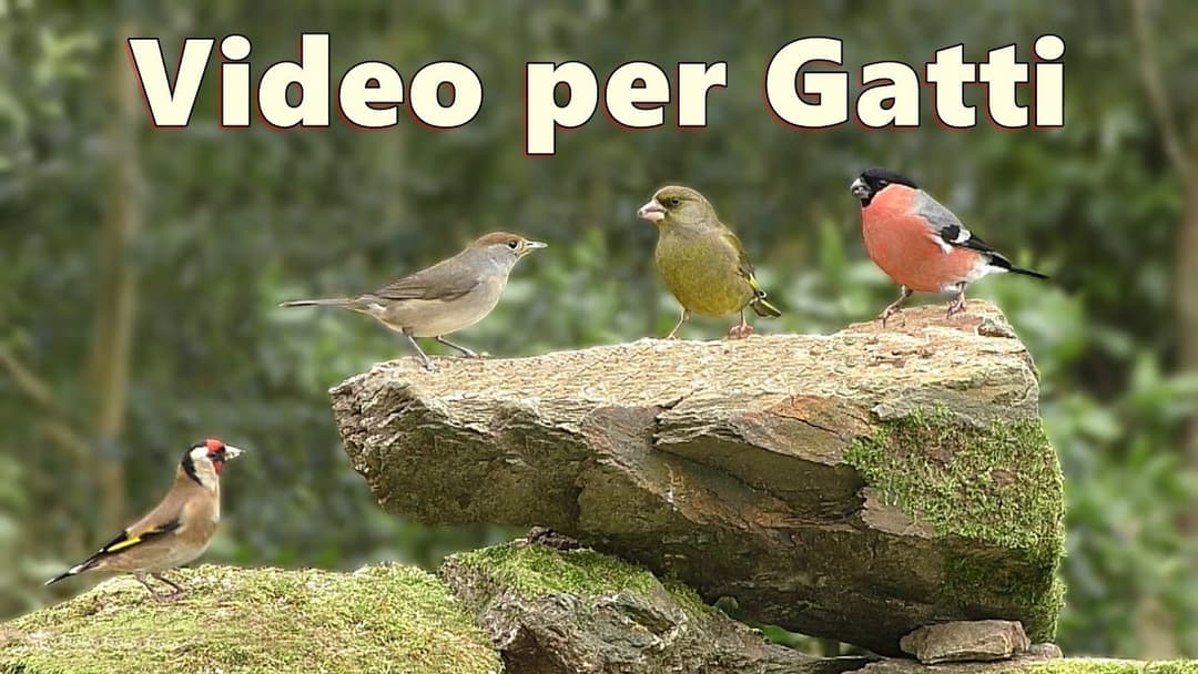 Video per Gatti ~ uccellini che cinguettano in giardino