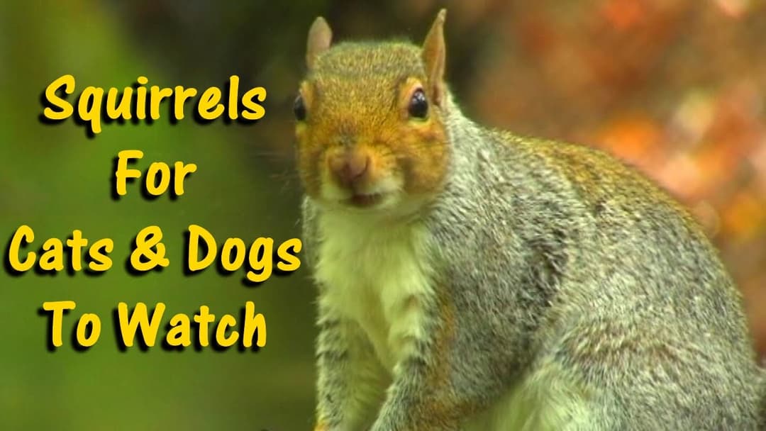 Videos for Dogs To Watch : Squirrels - Videos für Hunde