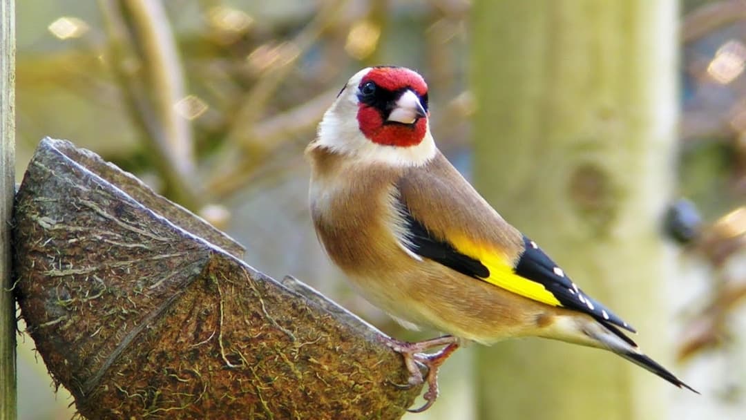 My Garden Birds - Garden Bird Identification ( See List Below )