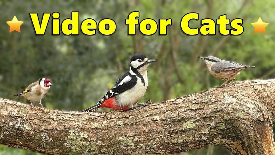 Birds for Cats to Watch - Hours of AWESOME Cat TV Fun