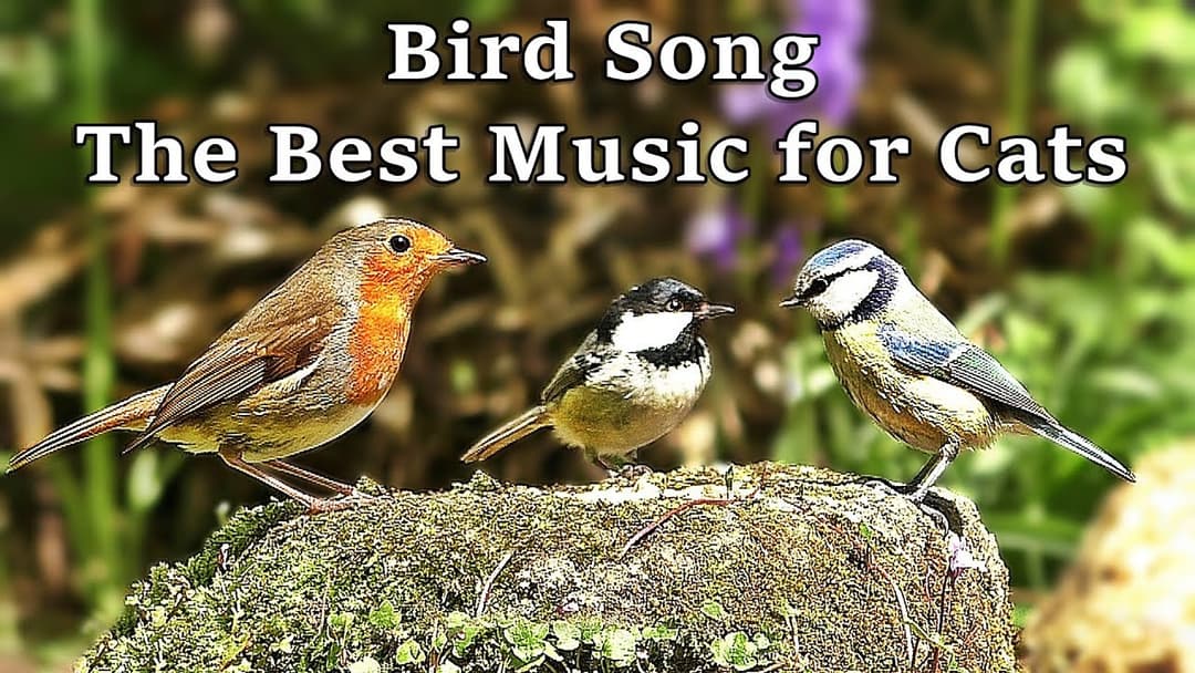Bird Song - The Best Calming Music for Cats - Musica Para Gatos