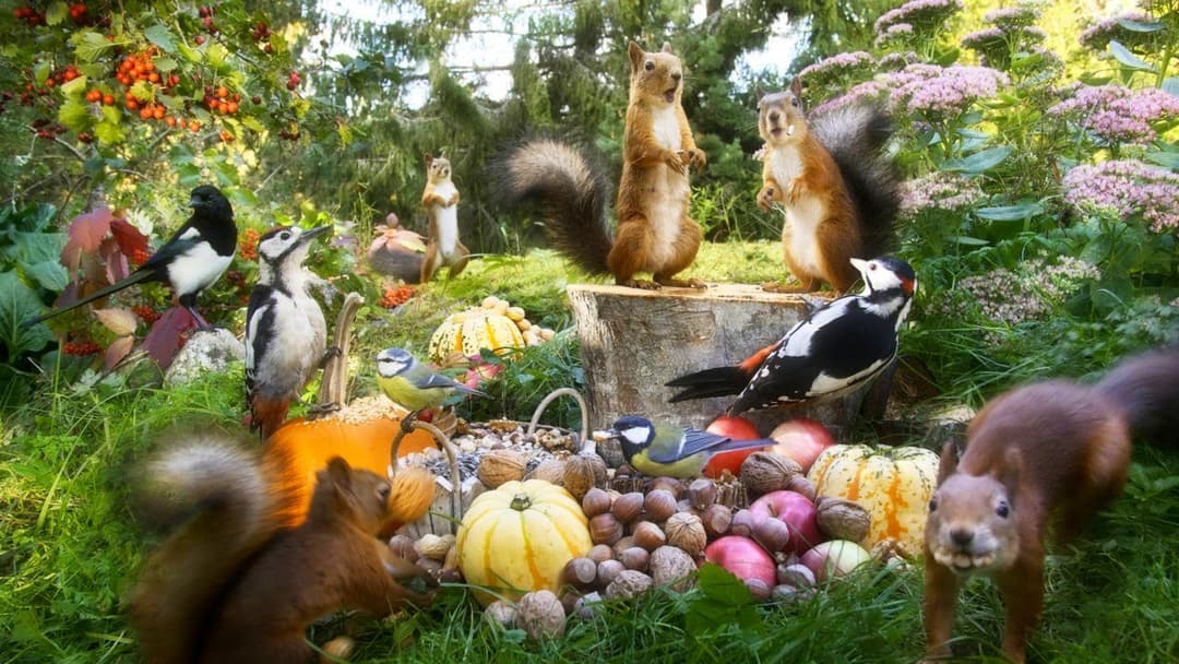 12 hours Squirrel and Bird Watching NO ADS👀 Forest Friends with Autumn Vibes🍂