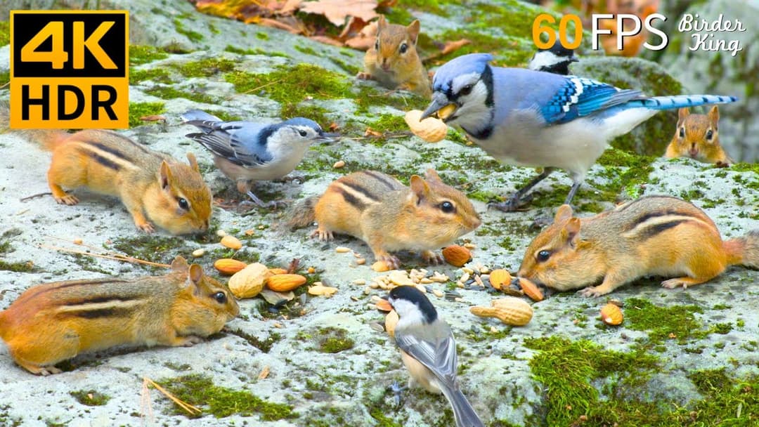 Cat TV for Cats to Watch 😻🐦 Busy Storing Birds, Chipmunks, Squirrels in Fall 🐿 Cat Games 4K HDR