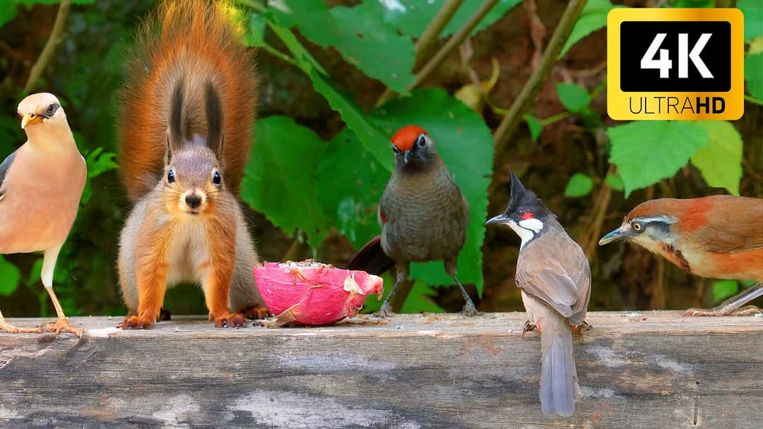 [No Ad Interruptions] Cat TV 😺 Birds & Squirrels Scramble for Food 🐿️ Bird videos for cats 4K HDR