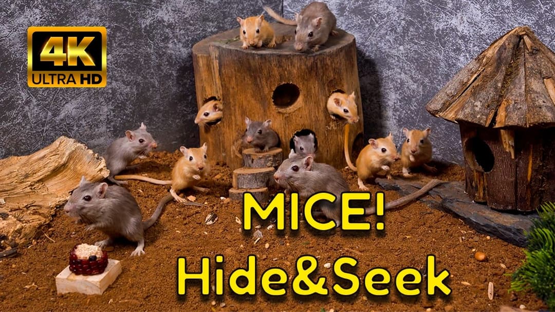 Cat TV 4K Hide & Seek | Non-Stop Peek-a-Boo Fun in the Gerbil Stump House