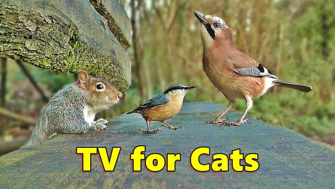Cat TV ~ Entertainment for Cats to Watch Squirrels and Birds ⭐ 8 HOURS ⭐