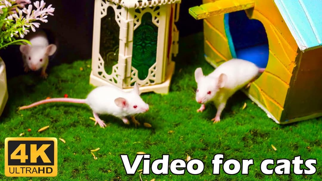 Cat TV: Ultimate Mice Hide & Seek in Mini House - 3 Hours 4K UHD | Catflix