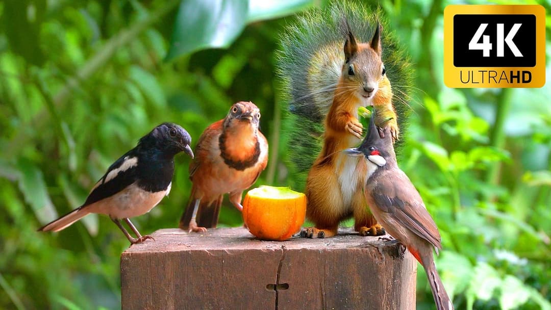 [NO ADS] Cat TV for Cats to Watch 😺🐦 Awesome Black Birds and Squirrels🐿 Cat Games 4K HDR 60FPS