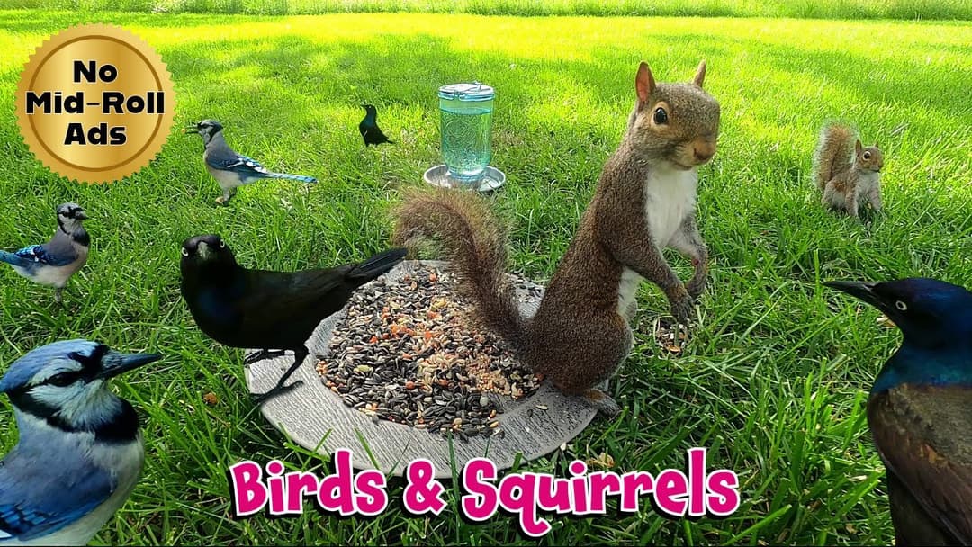 10 Hours [No Mid-Roll Ads] Cat TV | Dog TV | 🐦Birds & Squirrels 🐿️ | Distraction for Pet Anxiety