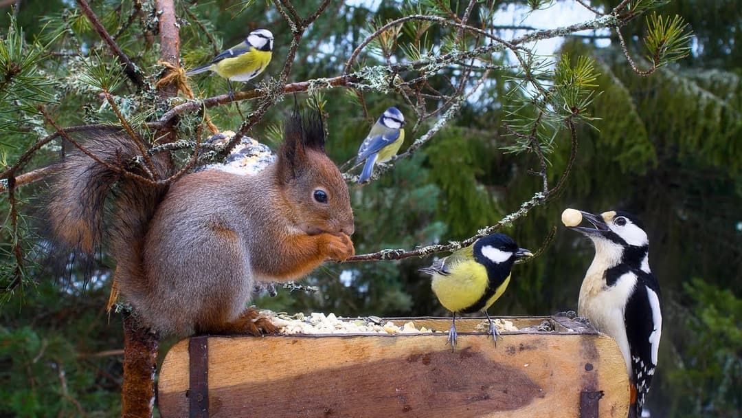 Red Squirrels, Woodpeckers and Lil' Birds for you & your pet😽🐕 8 hrs Dog & Cat TV 4k HDR