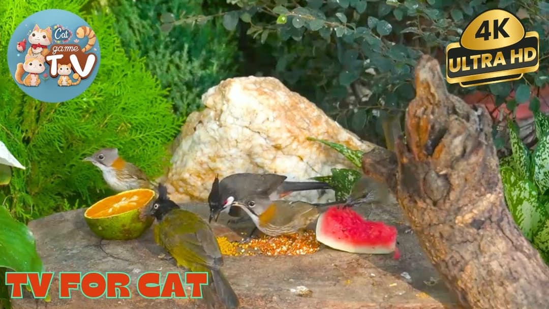 🔴😺Backyard  for Birds and Squirrels  🦜! Live 12 Hour Cat TV Videos | 4K HDR ULTRA