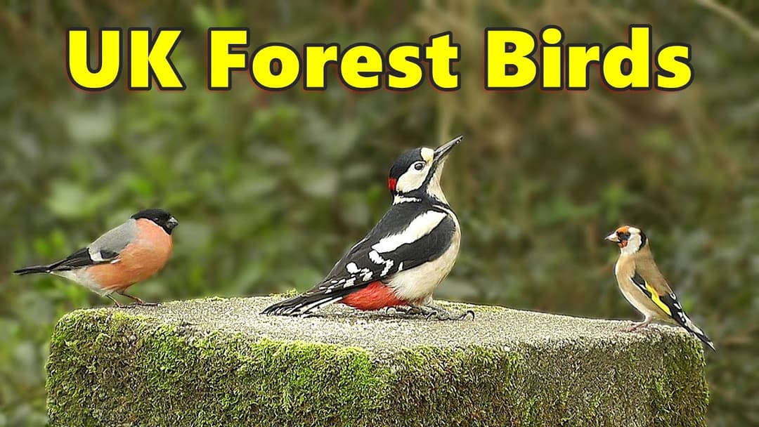 Birds Video ~ Beautiful UK Forest Birds ⭐ 8 HOURS ⭐