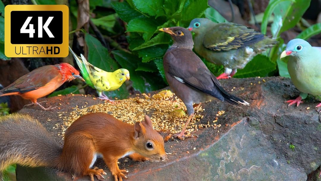 [No Ad Interruptions] Cat TV for Cats to Watch 😺🐦 Perfect Birds and Squirrels 🐿 Cat Games 4K HDR