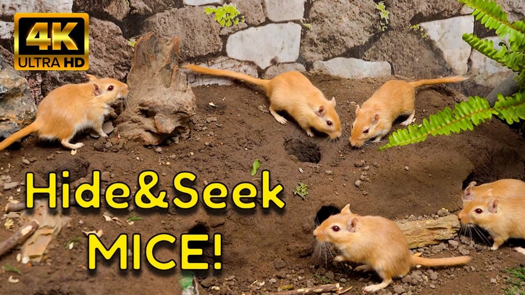 Ultimate Hide & Seek Mice Marathon — Climb, Tunnel & Dash | 4K Video for Cats