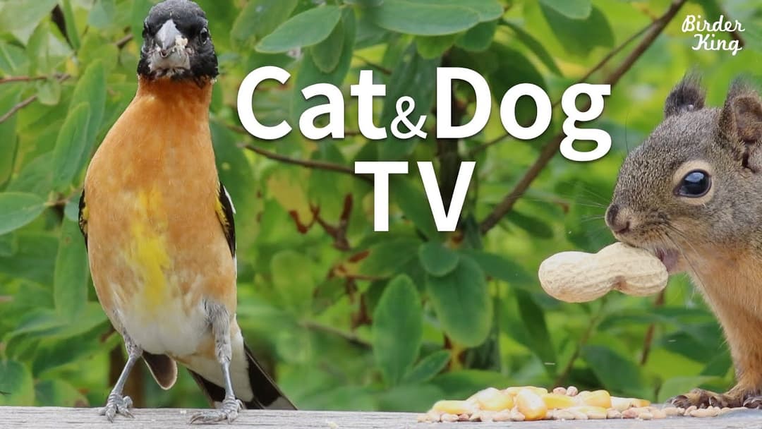 Cat and Dog TV: Beautiful Birds and Squirrels on a Sunny Day - Videos for Cats and Dogs To Watch