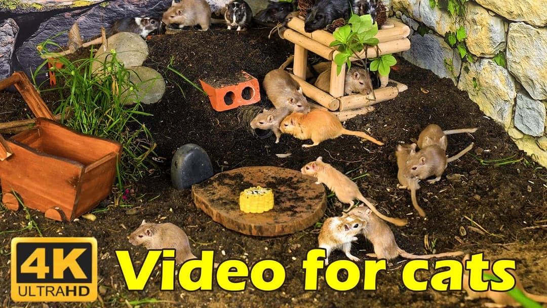 Cat TV Hide & Seek: Tiny Mice Adventures in Clear 4K for Happy Cats! | Catflix