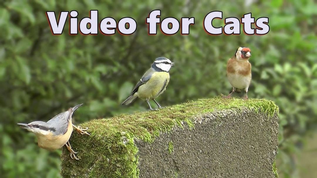 Catflix and Chill ~ Epic Cat TV Videos for Cats to Watch