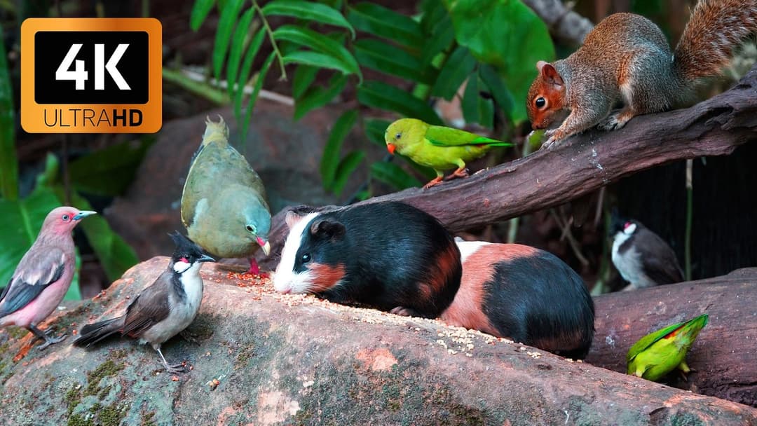 Cat TV for Cats to Watch 😺 Unlimited Fun with Wild Birds and Cutest Little Squirrels 🐿️ Cat Games 4K