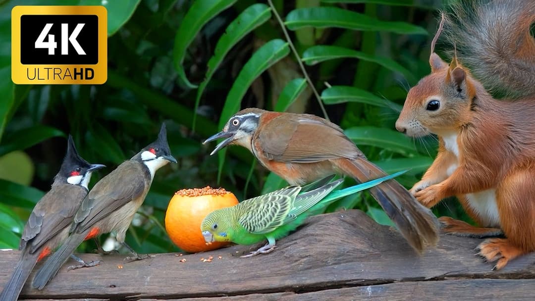 [No Ad] Cat TV 😺 Beautiful Birds and Adorable Red Squirrels 🐿️ Bird videos for cats 4K HDR
