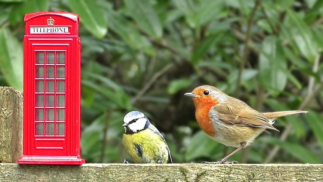Bird Sounds and Song - Birds at The Forest Phone Box