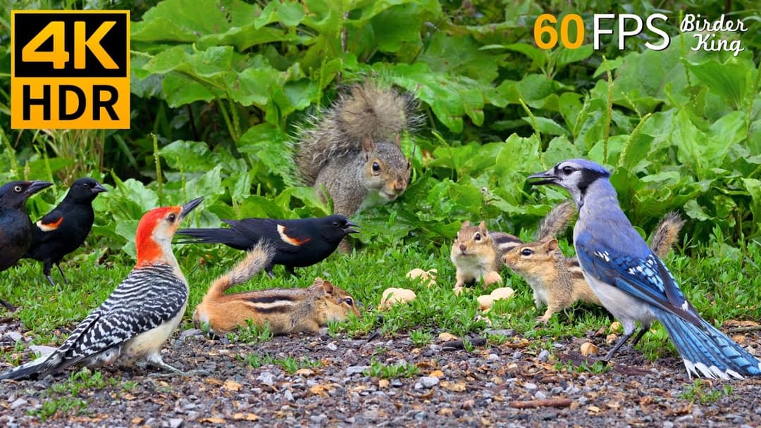 Cat TV for Cats to Watch 😺 Nonstop Chipmunks, Birds, Squirrels 🐿 8 Hours 4K HDR 60FPS