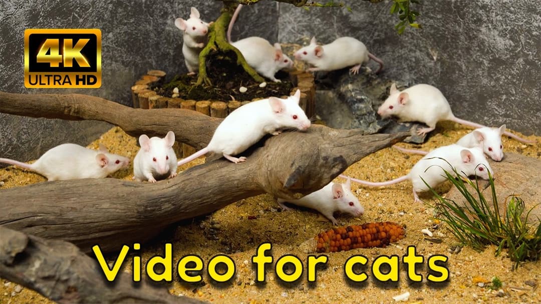 Tiny Mice Burrow & Explore — Hide & Seek Gerbils | 4K Cat TV for Cats