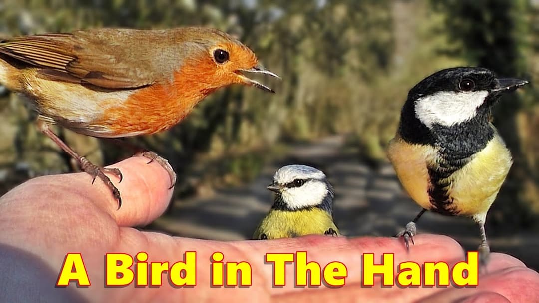 Videos for Cats to Watch : A Bird in The Hand ~ ONE HOUR