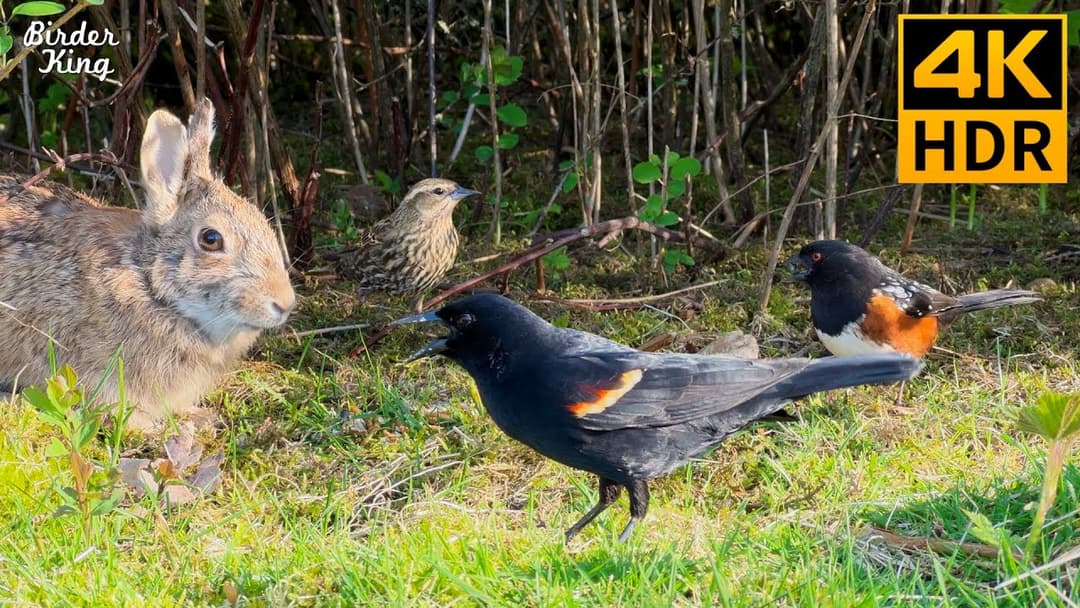 Cat TV for Cats to Watch 😺 Birds and Bunnies: A Delightful Encounter 🐰🐦‍⬛ 8 Hours(4K HDR)