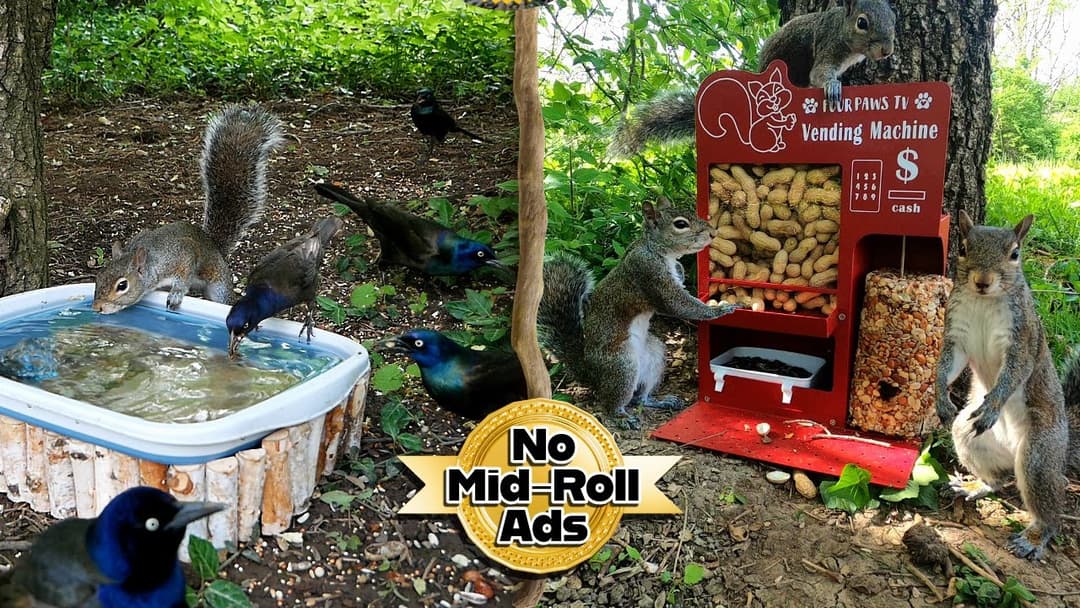 10 Hours of Squirrels & Birds [No Ad Interruptions] 😽🐶Cat & Dog TV + Background Ambience