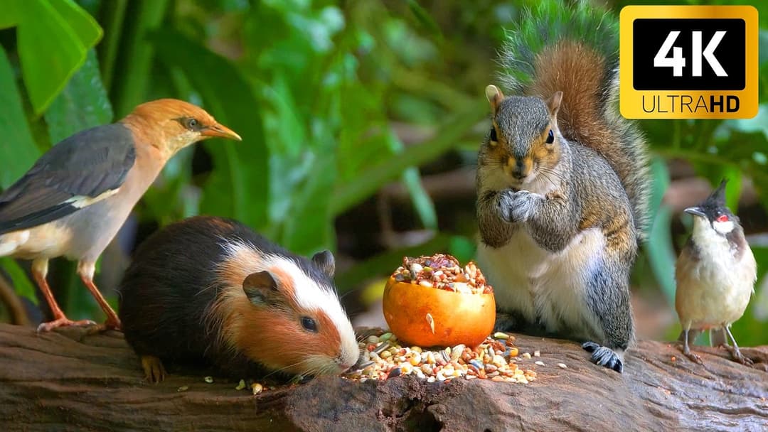 CAT TV NO ADS 😻 Pretty Little Birds & Squirrels for Cats to Watch and Slap 🌸🐿️ Real Nature Fun 4K