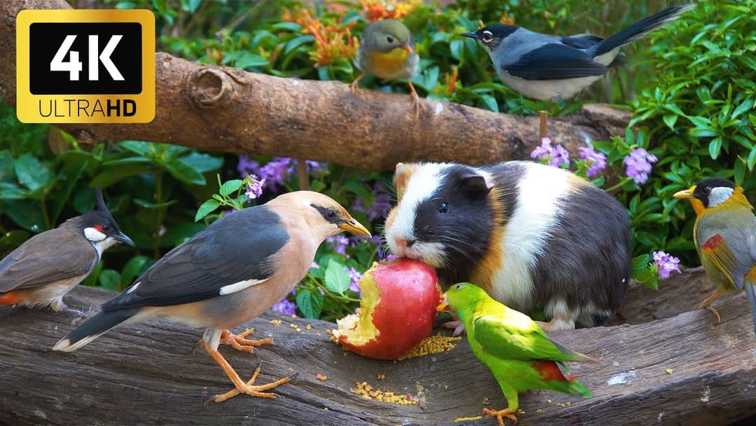 Magical Nature for Cats 😸 Cute Birds & Squirrels Share a Feast 🐦 4K HDR