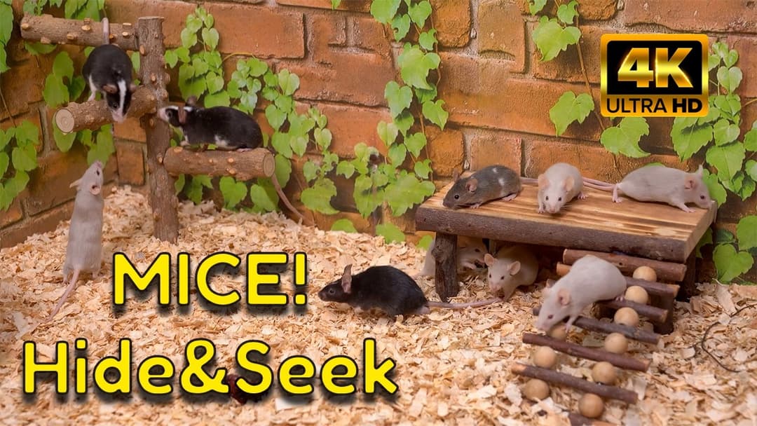 Cat TV: An Epic Hide & Seek Adventure in 4K – Secrets of the Lost City of Gerbils!