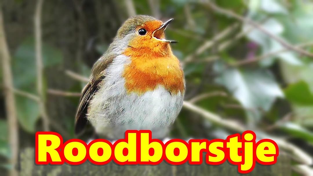 Roodborstje - Roodborst ~ Prachtige Vogels Zingen