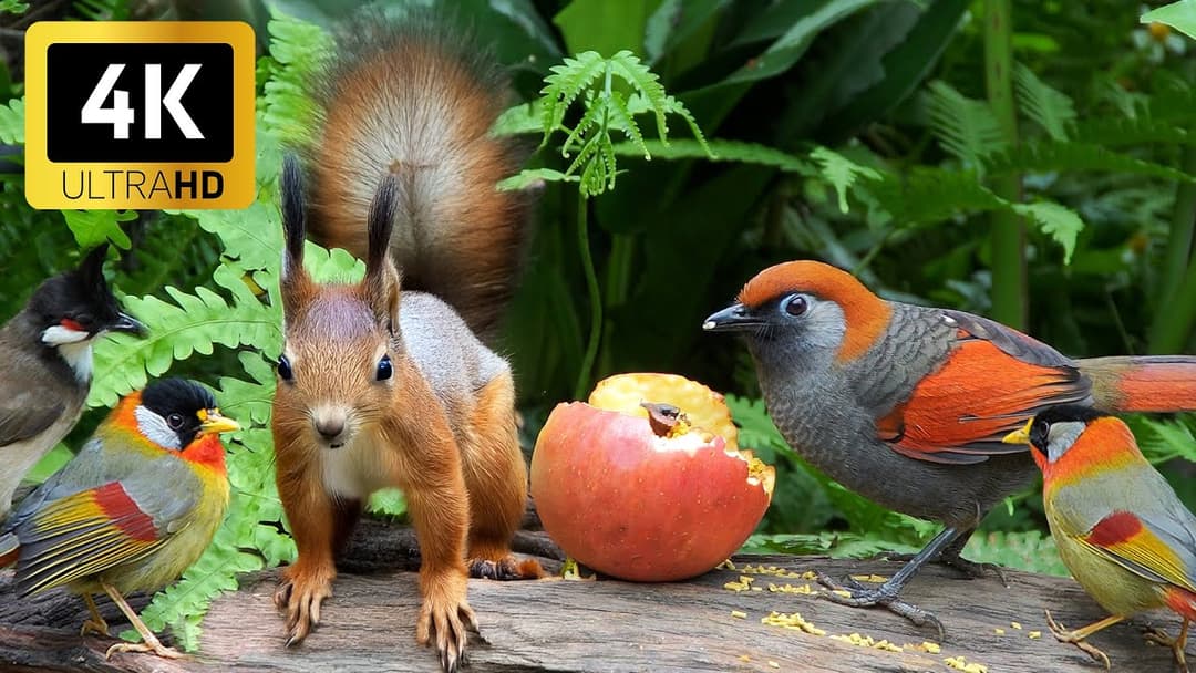 Magical Cat TV 😻 Birds & Squirrels Enjoy a Peaceful Meal on the Birdtable 🕊️🐿️ 4K HDR