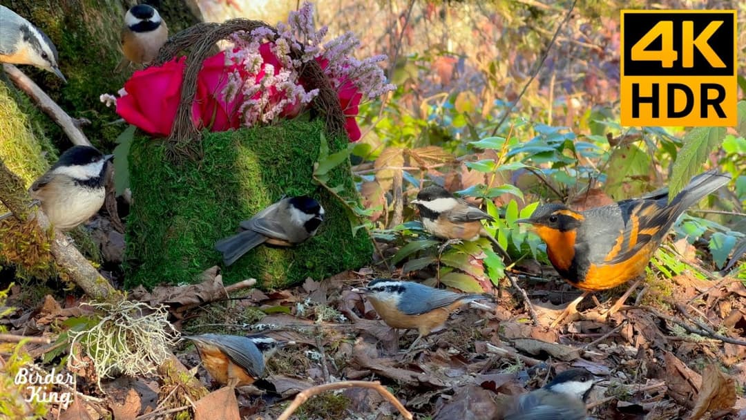 Cat TV for Cats to Watch 😺❤️ Cute Birds and Romantic Roses 🌹 Bunnies and Squirrels 🐦 8 Hours(4K HDR)