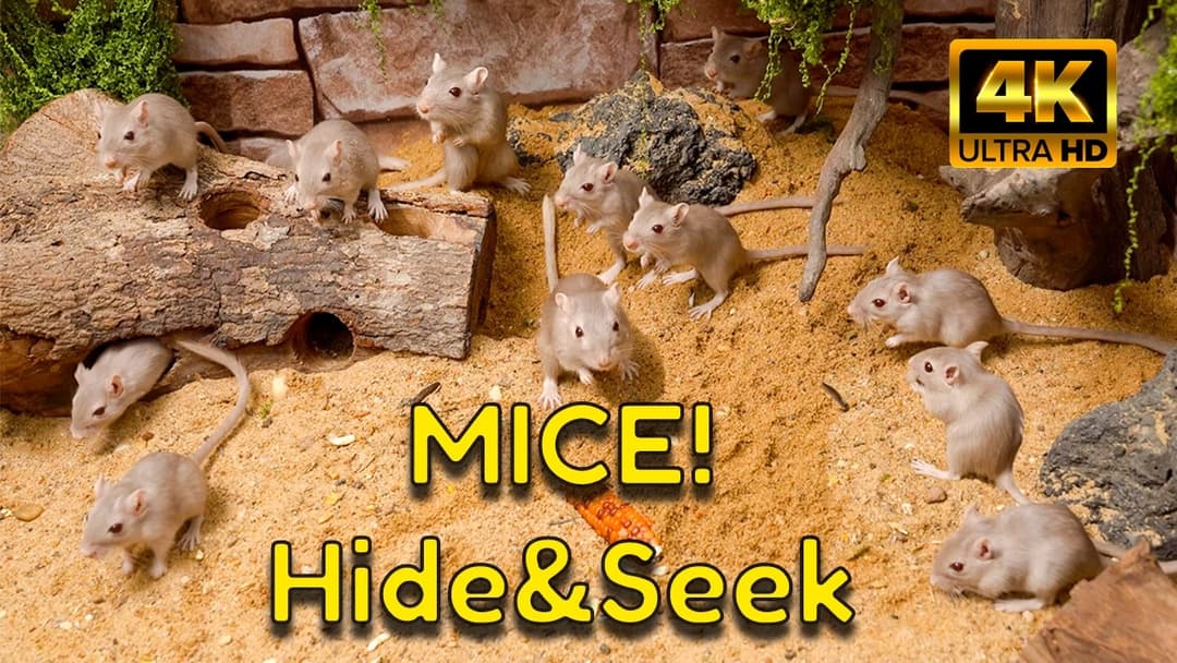Ultimate 4K Hide & Seek Mice in Log Tunnels & Sand Trails | 4K Video for Cats