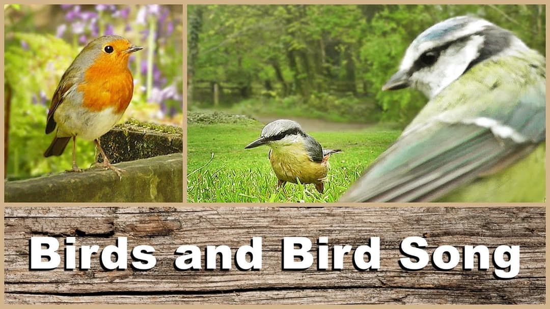 Birds, Bird Song and Sounds : In The Park