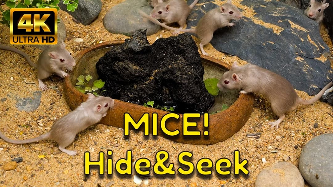 Triple Hide & Seek Adventure | 4K Tiny Mice Video for Cats – 3H Marathon
