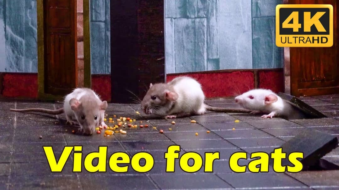 Cat TV: Tiny Mice Play Hide and Seek - Endless Mouse Chase - 4 Hours 4K UHD | Catflix