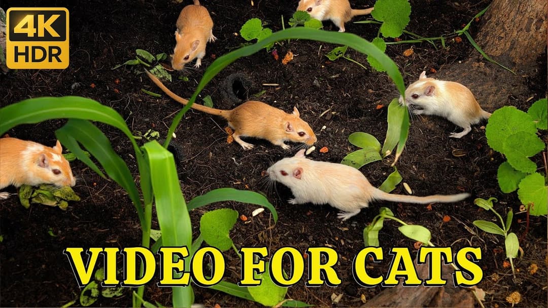4K HDR Mice Playtime for Cats: Forest Hide & Seek Patrol – Tiny Mice Stand Guard at Burrow Entrances