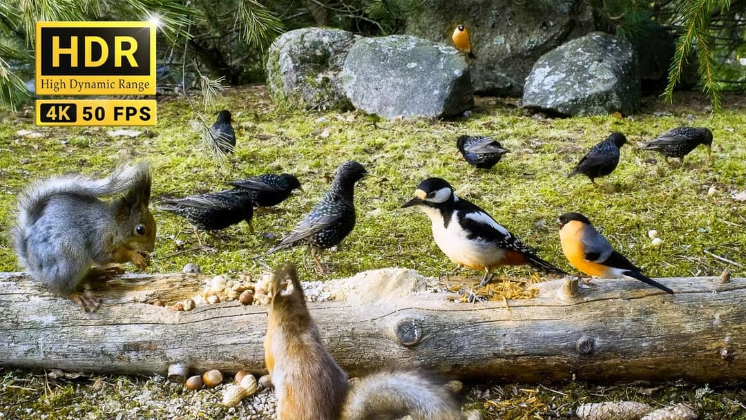 Nature Fun with Funny Birds and Red Squirrels for Cats and Dogs to Watch 8 hrs 4K HDR