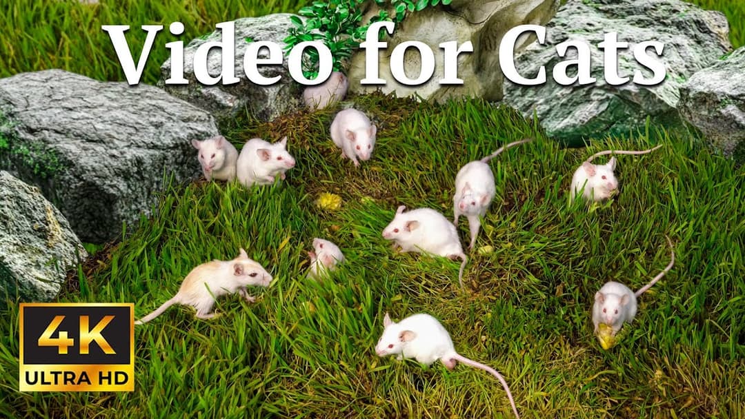 Cat TV: Jungle Hide & Seek – Tropical Mouse Hunt for Curious Cats | Catflix