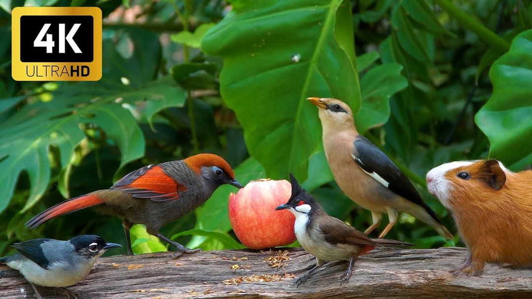 Magical Cat TV 😻 Birds & Squirrels Harvest the Best Autumn Snacks 🕊️🐿️ Videos for Cats to Watch 4K