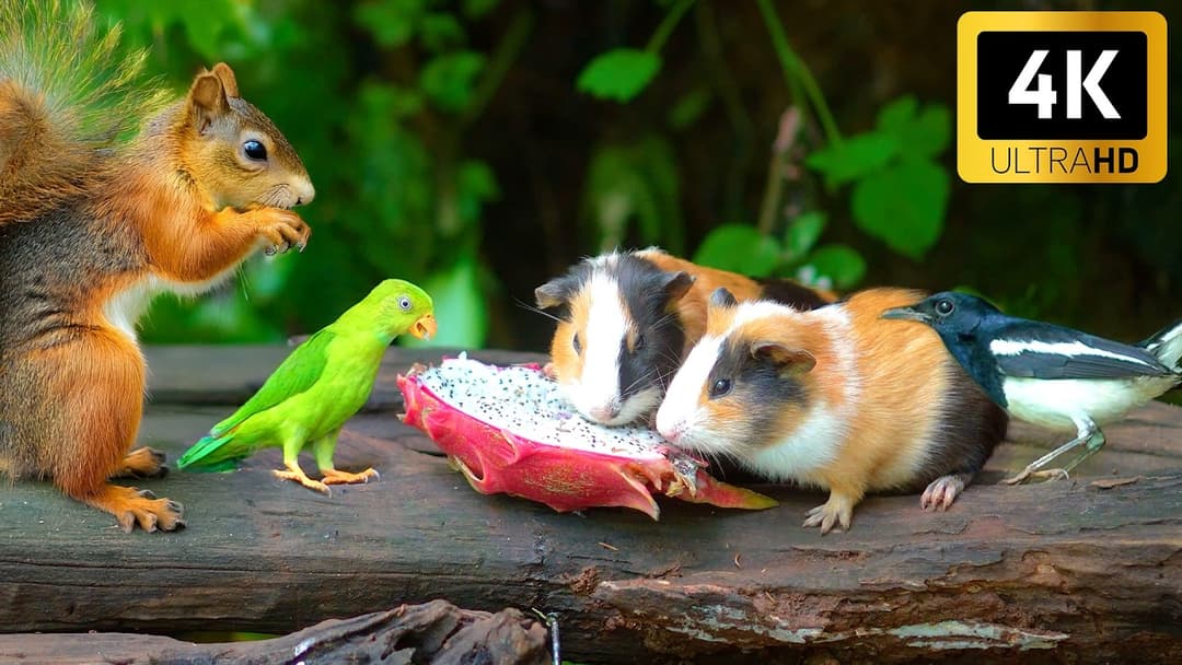 [No Ad Interruptions] Cat TV 😺 Lovely Birds & Red Squirrels 🐿️ 4 Hours videos for cats 4K