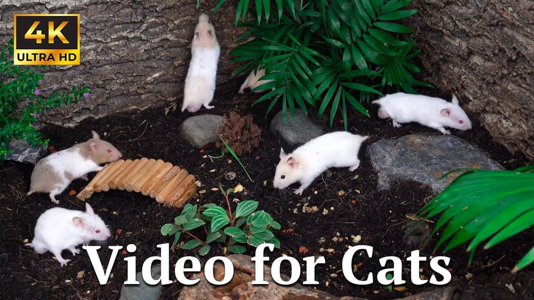 Cat TV 4K: Forest Hide & Seek with Tiny Mice – 3 Hours of Cat Enrichment | Catflix